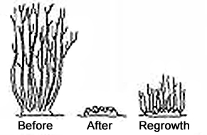 south devon tree surgeon, stump removal, logs, arborist, coppicing